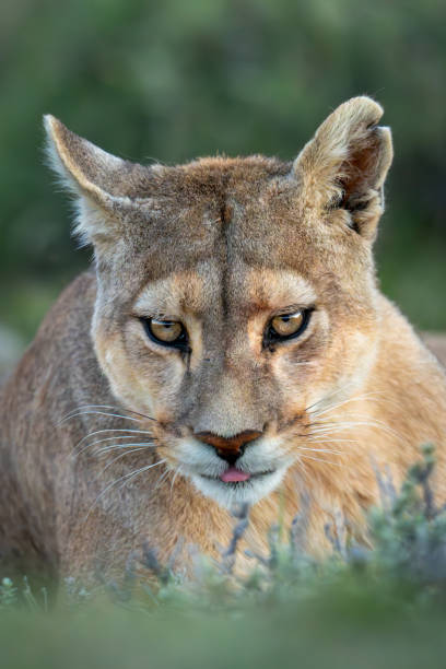 istock Close-up of puma lying staring towards camera 2148385907