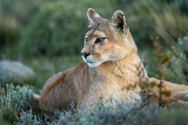 istock Close-up of puma lying staring in bushes 2148385908