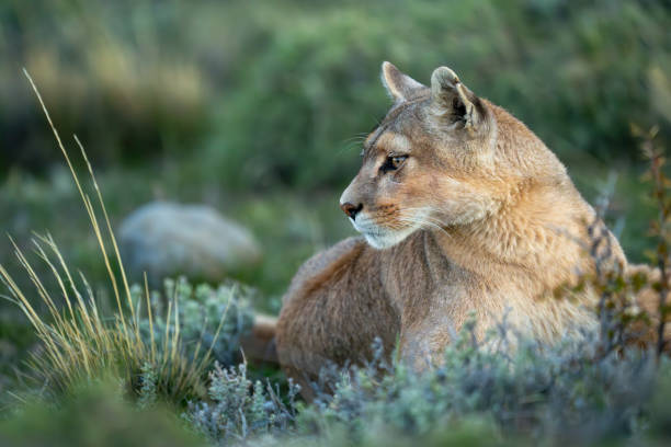 istock Close-up of puma lying staring in undergrowth 2148385910