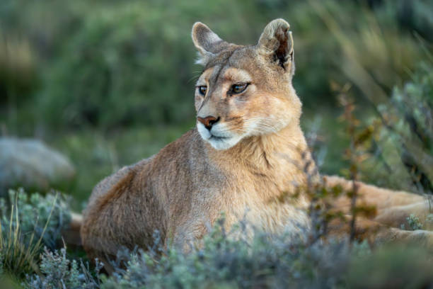 istock Close-up of puma lying staring among bushes 2148385911