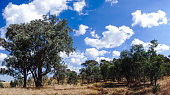 Luscious blue skies and fluffy white clouds are above the dry and arid farmlands near Yass NSW at the end of summer