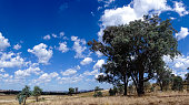 Luscious blue skies and fluffy white clouds are above the dry and arid farmlands near Yass NSW at the end of summer