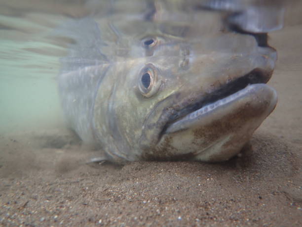 istock Amemasu underwater photography in eastern Hokkaido 2148386050