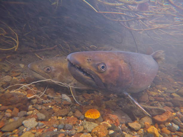 istock Amemasu underwater photography in eastern Hokkaido 2148386066
