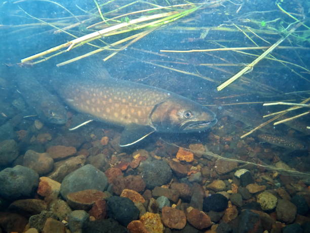istock Amemasu underwater photography in eastern Hokkaido 2148386097