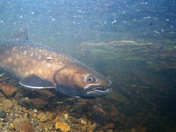 istock Amemasu underwater photography in eastern Hokkaido 2148386129