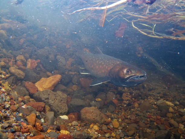 istock Amemasu underwater photography in eastern Hokkaido 2148386149