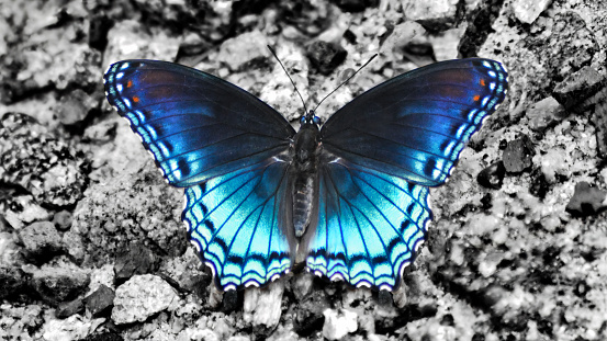 A macro close-up of a red-spotted purple butterfly (Limenitis Astyanax) on a black and white background, 16:9, large size, centered