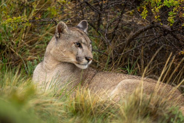 istock Close-up of puma lying under thick bush 2148386196