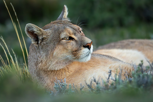 Close-up of puma lying staring with catchlight