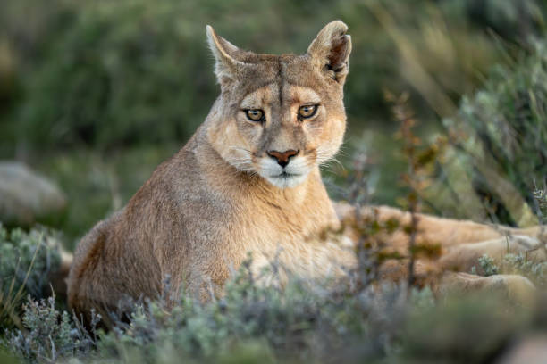 istock Close-up of puma lying staring with catchlights 2148386228