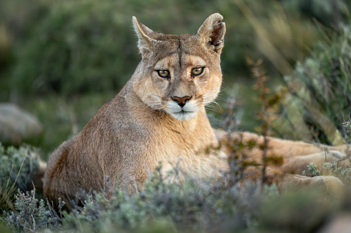 Close-up of puma lying staring with catchlights