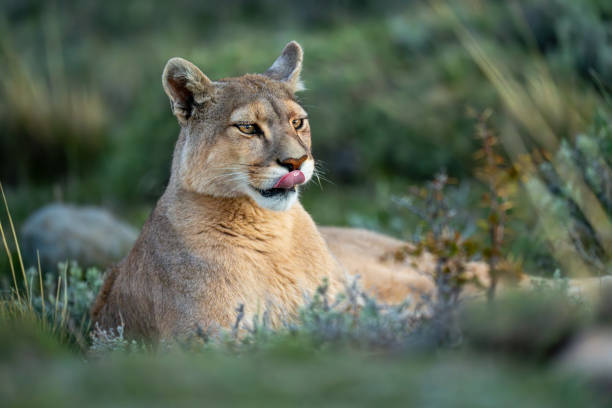istock Close-up of puma lying with bright catchlights 2148386238
