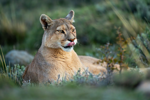 Close-up of puma lying with bright catchlights