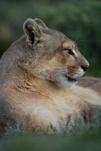 istock Close-up of puma lying with open mouth 2148386242