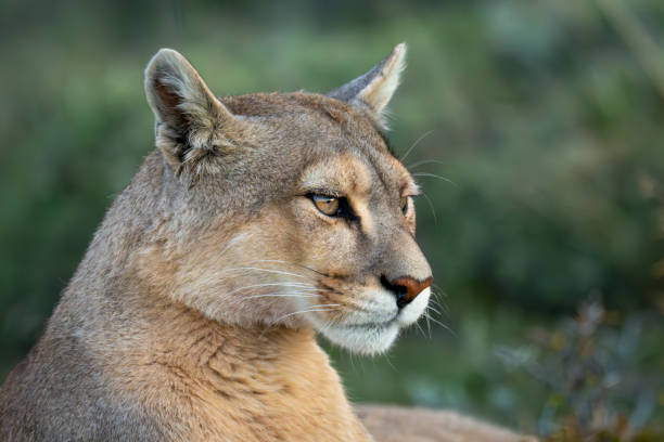 istock Close-up of puma lying with closed mouth 2148386244