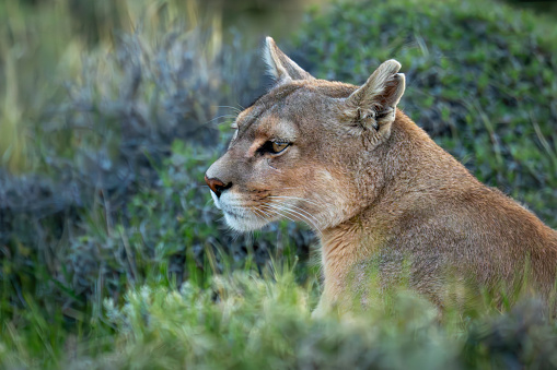 Close-up of puma sitting with bright catchlight