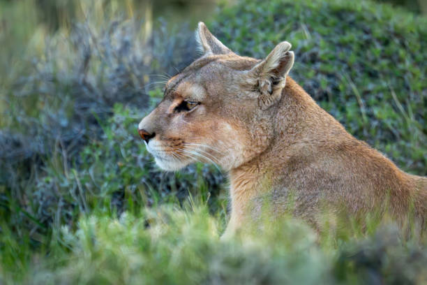 istock Close-up of puma sitting among thick bushes 2148386315