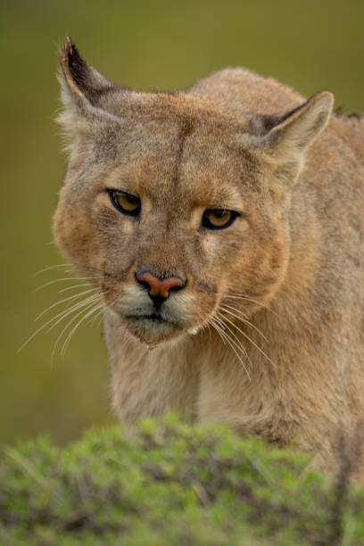 istock Close-up of puma standing behind green bush 2148386316
