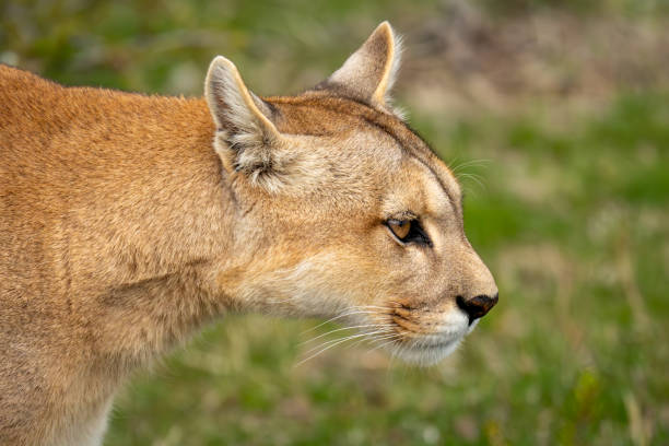 istock Close-up of puma standing on scrubland staring 2148386517