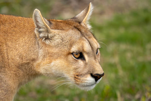 istock Close-up of puma standing staring on scrubland 2148386521