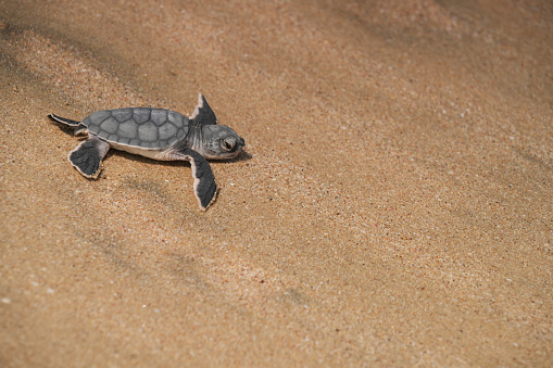 One small just hatched turtle at Ras al Jinz beach walking to the water, turtle reserve. Oman