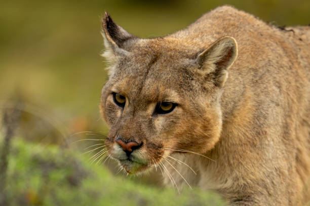 istock Close-up of puma walking across bushy hillside 2148386575