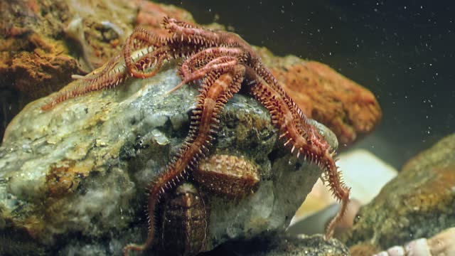 Bottom of sea is beautified by presence of brittle star, starfish Ophiura, White Sea.