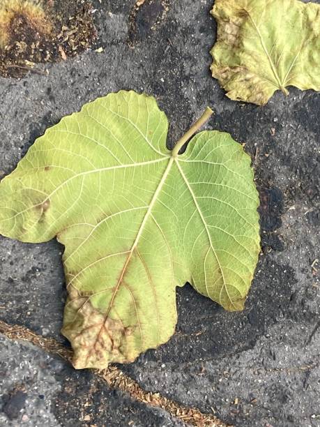 istock Fallen leaves with brown and green on asphalt surface 2148387085