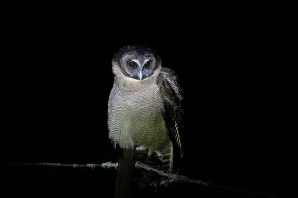 Brown Wood-Owl, Strix leptogrammica, West Bengal, India