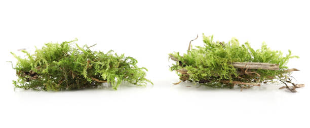 istock Pieces of  green moss  isolated on white  background. 2148387590