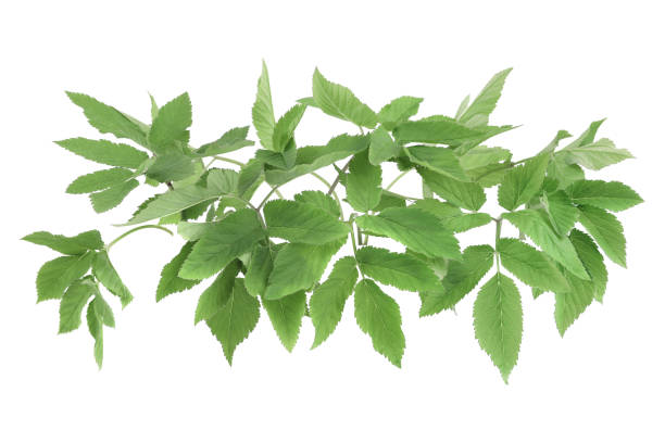istock Edible plants, ground elder, Aegopodium podagraria isolated on white background. 2148387616