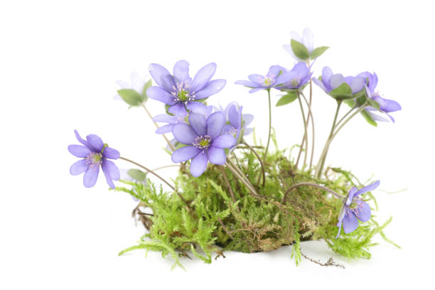 istock First spring flowers Anemone hepatica on moss isolated on white background. 2148387635