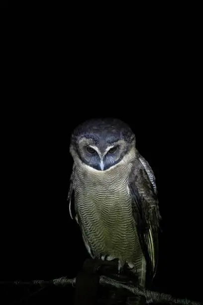 Brown Wood-Owl, Strix leptogrammica, West Bengal, India