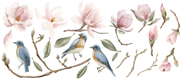 Set of light pink magnolia flowers and blue birds with red breast. Floral watercolor illustration hand painted isolated on white background. Spring blossom for print, label or cosmetic packaging. Excellent in home decor.