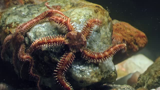 Underwater bottom is adorned starfish Ophiura, brittle star, White Sea.