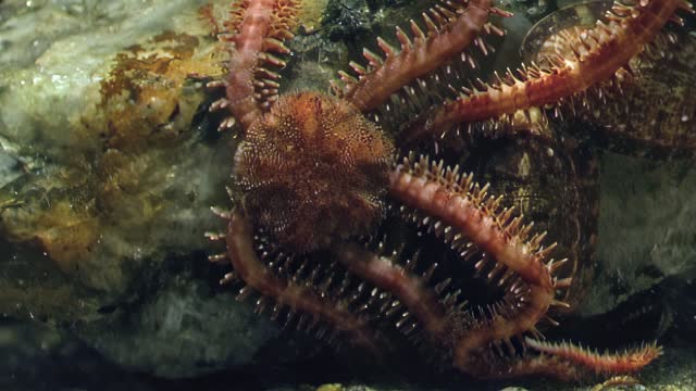 Decorating seafloor, starfish Ophiura, brittle star becomes living ornament.