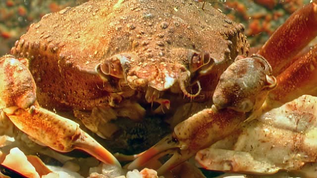 Close-up, snow crab, Chionoecetes opilio, in clear water of Barents Sea.