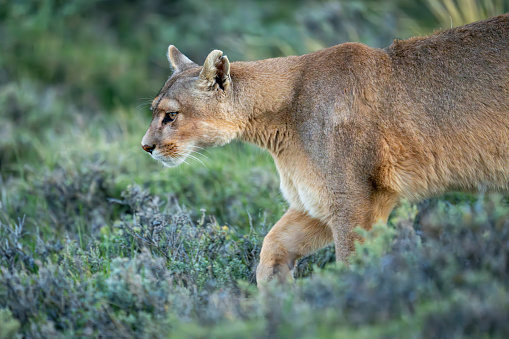 Close-up of puma with catchlight crossing scrubland