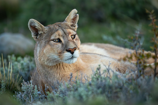 Close-up of puma with catchlights lying staring