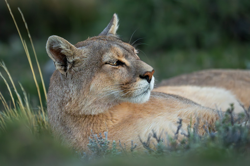 Close-up of puma with catchlight lying staring