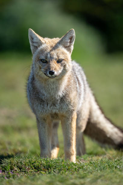 istock Close-up of South American gray fox standing 2148388497