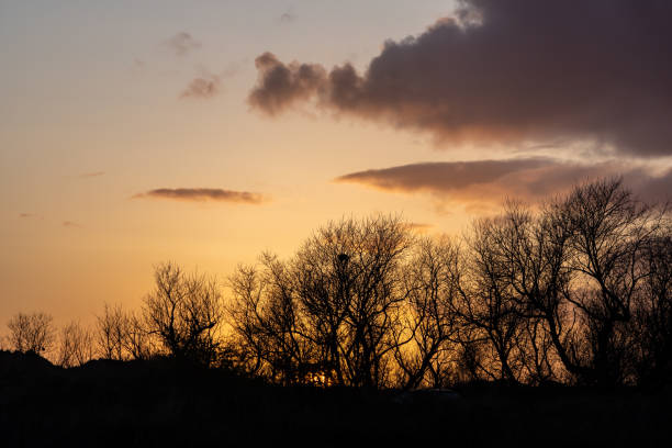 Free Stock Photo of Silhouette of a bare tree at sunset | Download Free ...