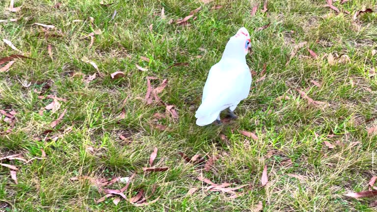Cockatoo galah in a melbourne Victoria Park