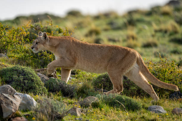 istock Female puma walking past bushes lifting paw 2148388719