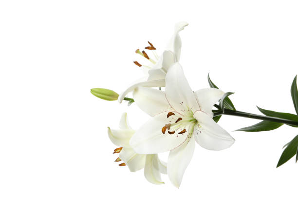 istock PNG, lily flower isolated on white background. 2148389314