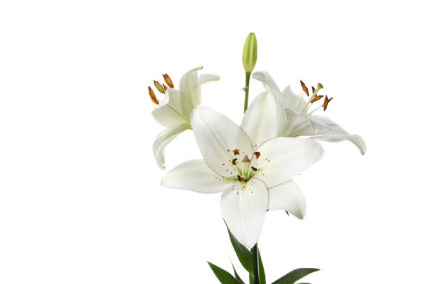 istock PNG, lily flower isolated on white background. 2148389378