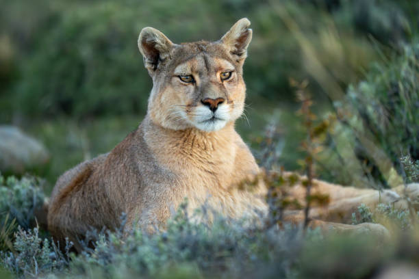 istock Close-up of puma lying staring on scrubland 2148389408