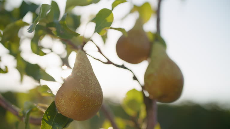 Sunlit Pear Orchard in Close-Up