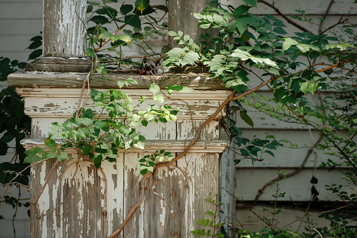Peeling paint and vines on porch column being reclaimed by nature